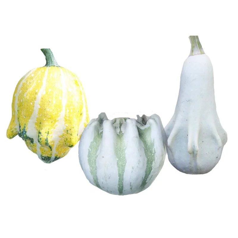 
Wholesale Watch Fruit Vegetables Seed Cucurbita Pepo Seeds plant 