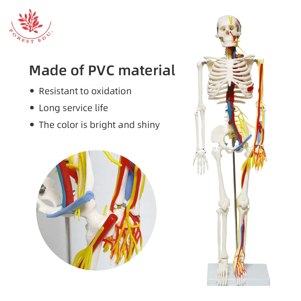 Medical Science Model FRT013 Include Heart Blood Vessel And Nerve 85cm High Quality Human Skeleton Anatomy Model