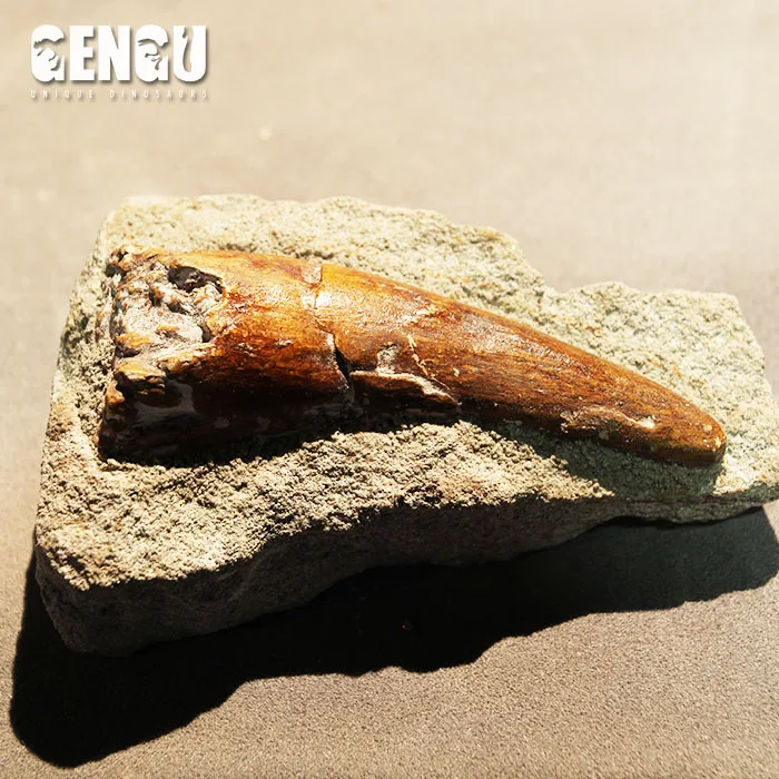 fiberglass fish fossils replicas