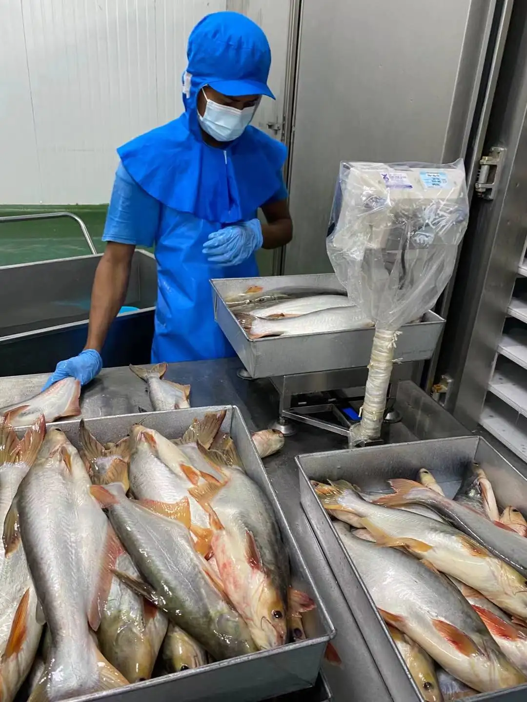 Export Standard  Frozen Vietnam basa fish  pangasius from Mekong Whole Fish Malaysia Frozen Fish Basa High Quality