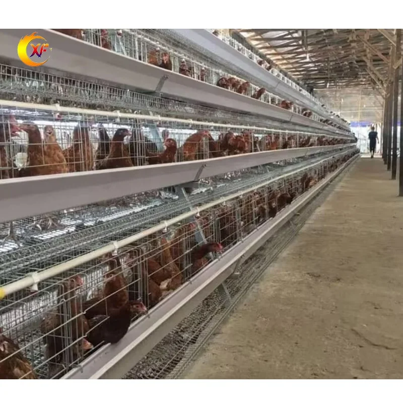 High Quality Chicken Farm Equipment A Type Full Automatic Layer Chicken Cage with Drinking Line