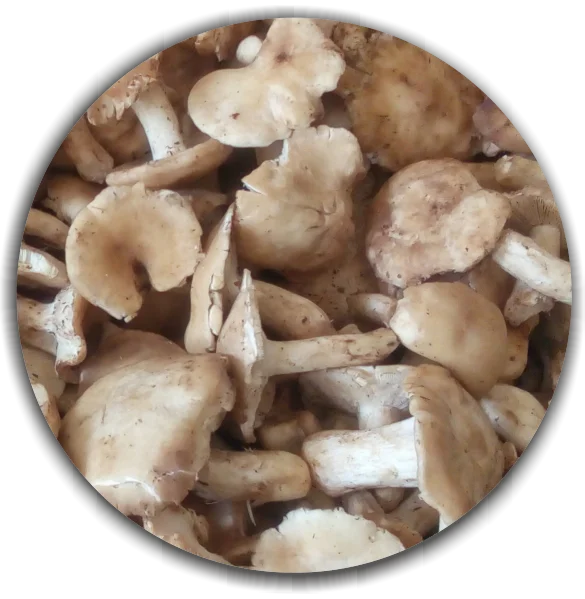 Calocybe gambosa (Saint George mushroom) - large size. Wild Growing Healthy food from the Bulgarian forest.