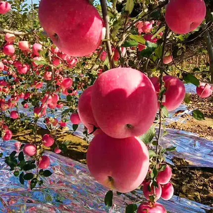 Fresh Red Apples Pome Fruits Red Sweet Fruits Wholesale Best Price FuJi Apples