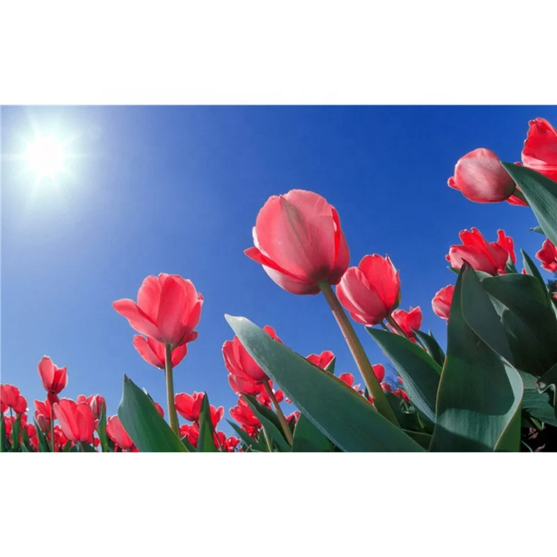 Yiwu Yuhui Low MOQ tulips diamond painting drills diamond art kits for adults wall painting