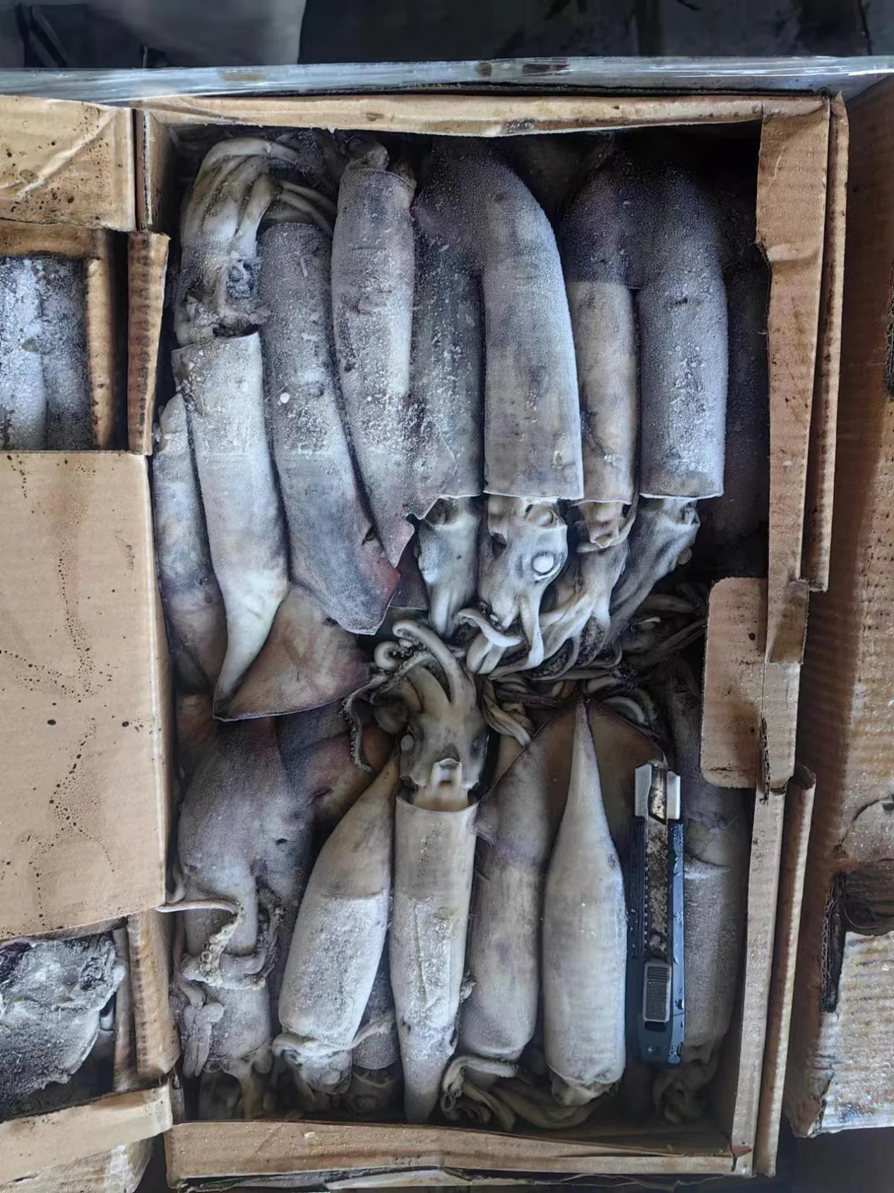 FROZEN STHENOTEUTHIS OUALANIENSIS FROZEN INDIAN OCEAN SQUID WR