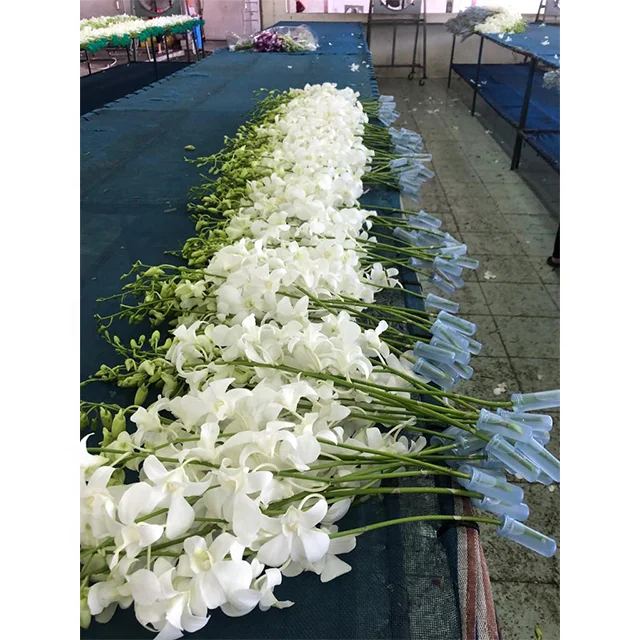 
Orchid Flower Fresh Cut Flowers Dendrobium 10 Stems/bunch White 
