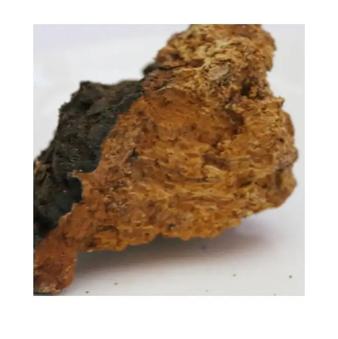  Высокое качество новинка оптовая продажа натуральный chaga замороженный цельный гриб tonotus
