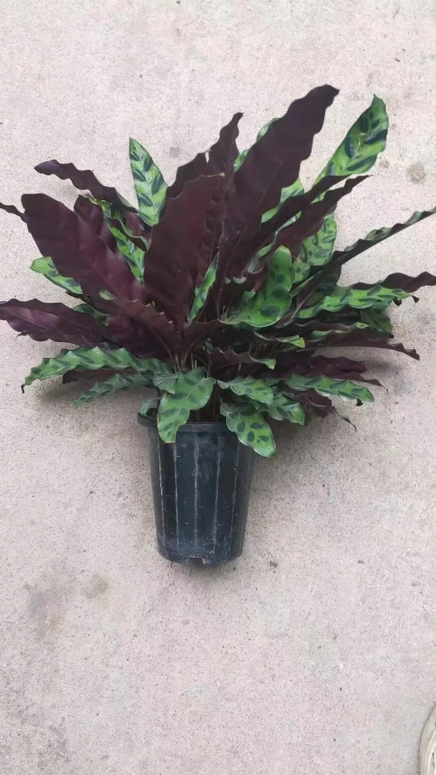 
Ornamental plant bonsai Calathea green beauty wholesale green nature plant Calathea insignis 