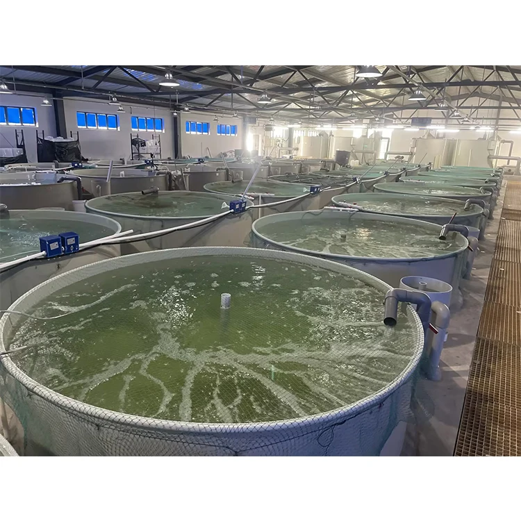 Indoor Recirculating Aquaculture System Aquaculture Malaysia/Ras Fish Farming System Recirculating Aquaculture