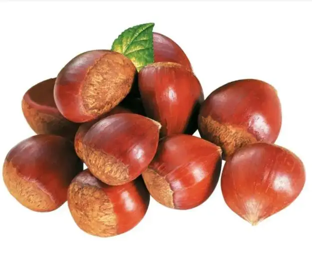 chinese bulk wholesale raw fresh roasted turkish japanese organic sweet chestnut chestnuts price per kg from india
