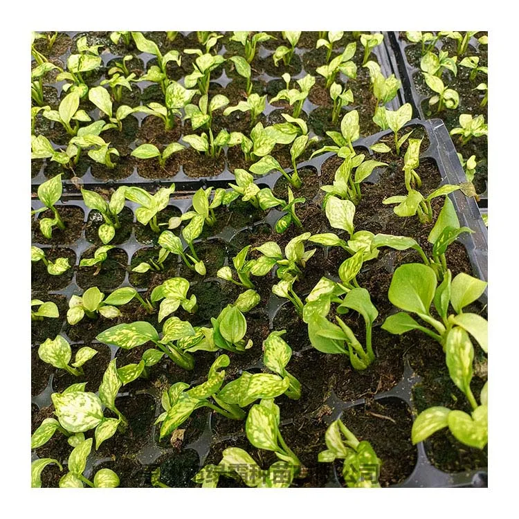 Popular Chinese Evergreen plant white Aglaonema  artificial plant bonsai