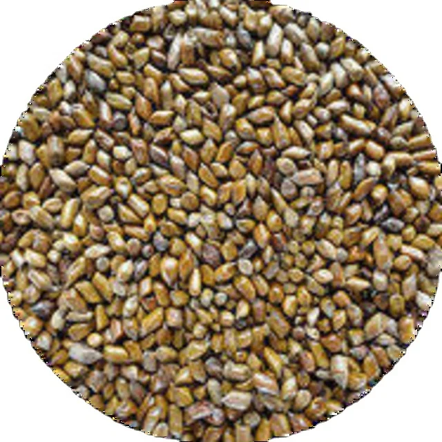 Семена кассии тора премиального качества индийского происхождения с 100% отсортированными