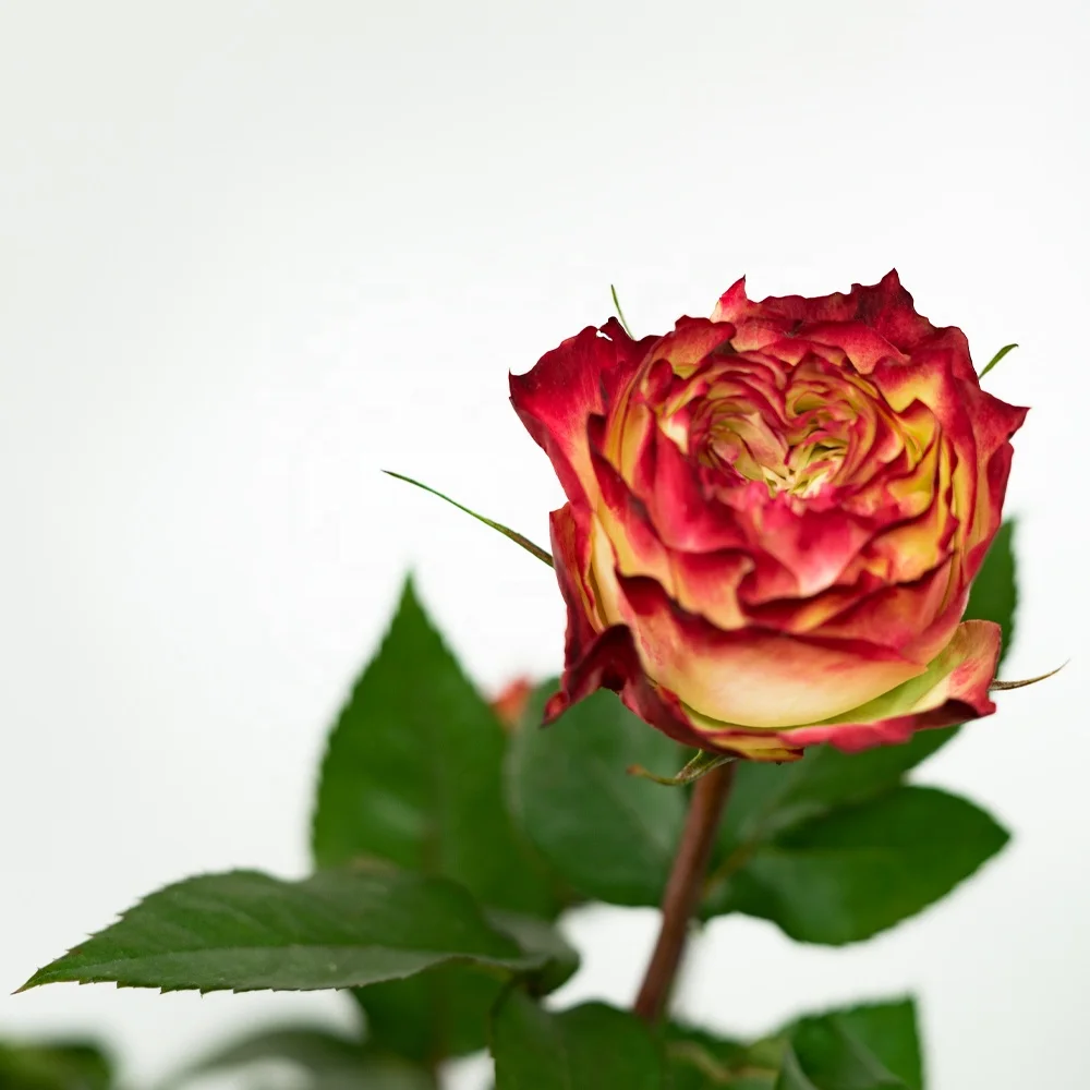 Competitive Price Long Stem Natural Bulk Fresh Cut Flowers Roses for Wedding Decoration