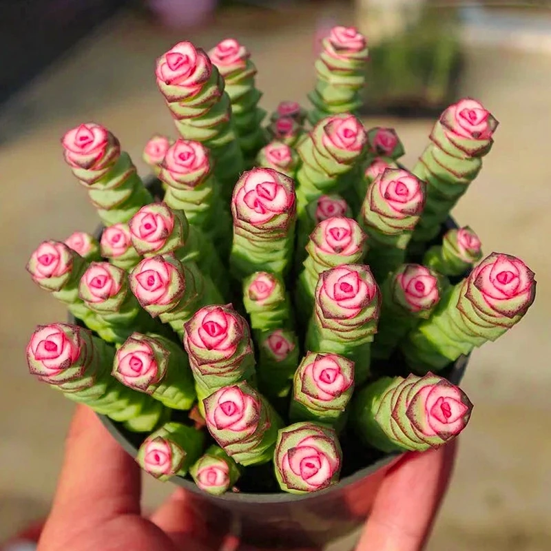 Красивое инновационное дизайнерское искусственное растение-суккулент крассула перфоратная куугасис для праздничного подарка