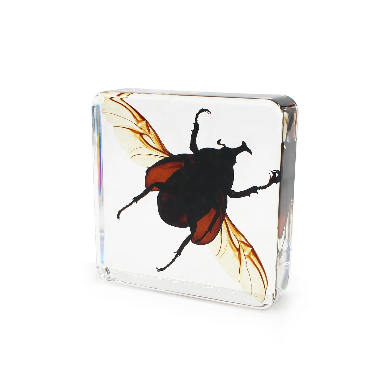 Wholesales real insect wings specimen paperweight education toys resin toys collection
