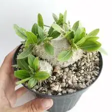 Succulent Care - Succulents cactus Plants