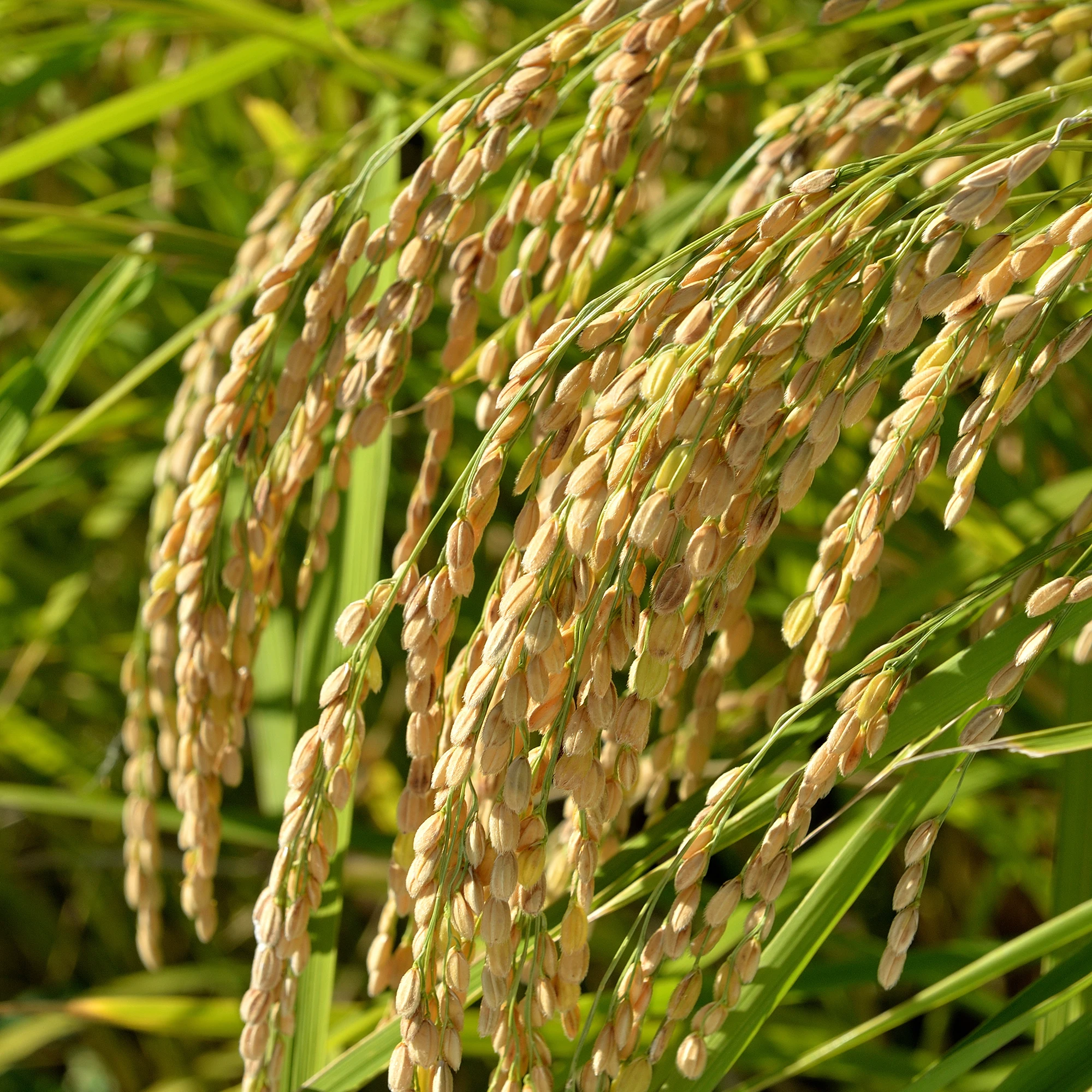 Japanese alcohol sake Junmai Ginjo dry taste barrel sake drink