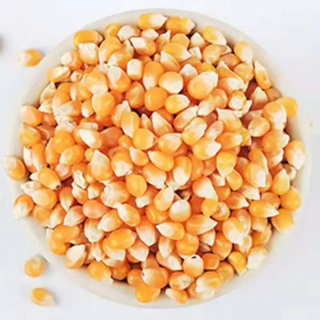 Great price china shandong fresh vegetable seasonal high quality corn