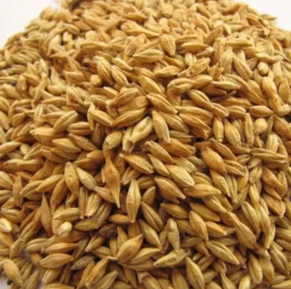 Bulk Raw Natural Feed Barley / Barley Grains For Sale