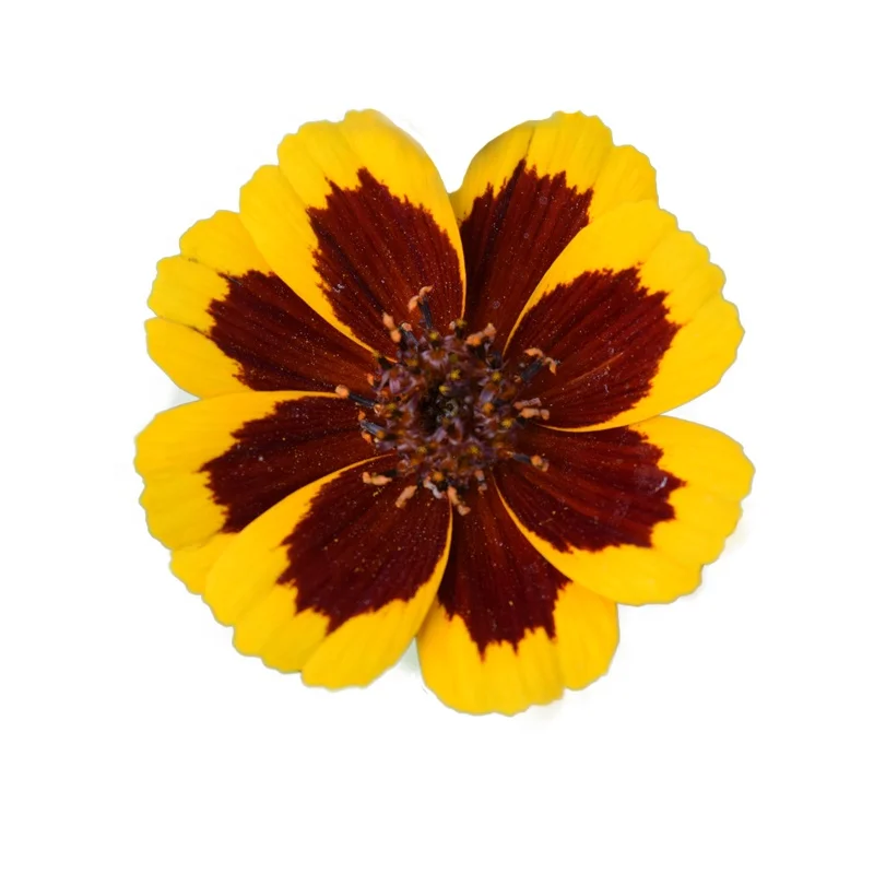
Perennial Herb Southern United States Coreopsis grandiflora Seeds For Planting 