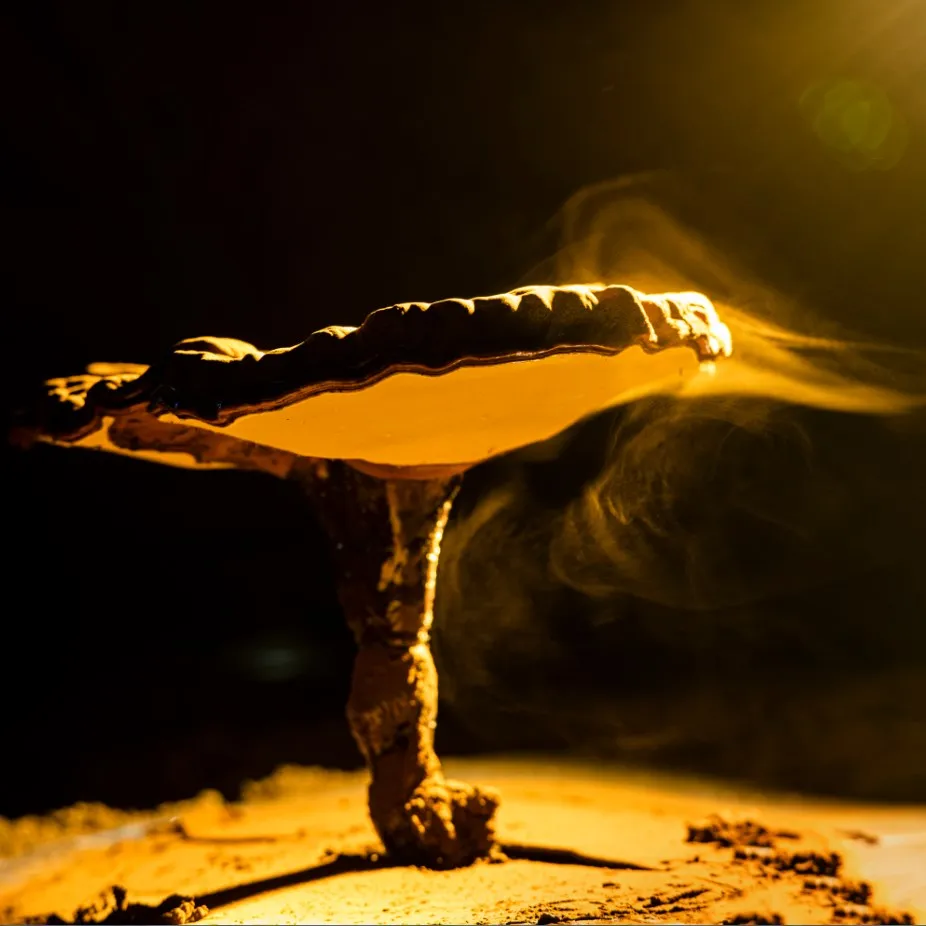 Органические клеточные стены разбитого порошка Ганодерма спора Lingzhi Reishi спора с сертификатом USDA