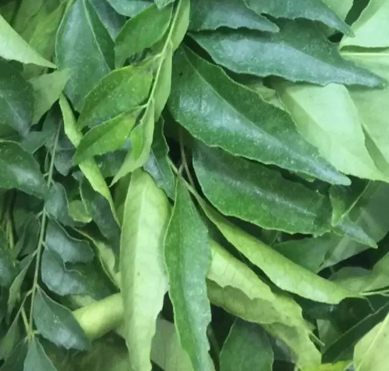 Wholesale raw natural sliced dried curry leaves for spice