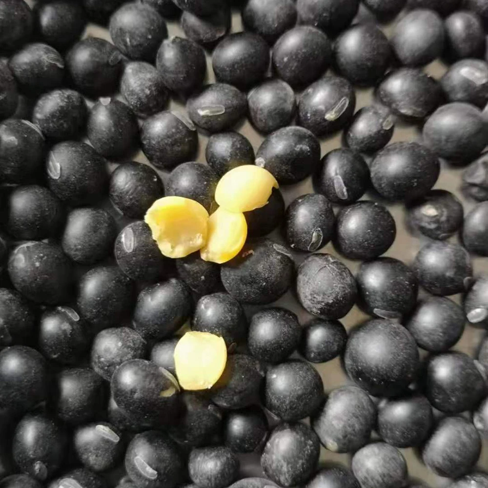 6.5mm Organic Green Kernel Black Turtle and Big Black Soybeans  Dried Black Beans Wholesale