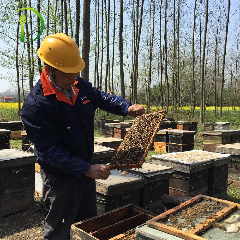 Bulk Organic Bee Honey Lyophilized Royal Jelly Powder