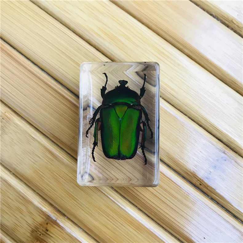 Transparent Acrylic cube block resin display with real insect paperweight animal specimen