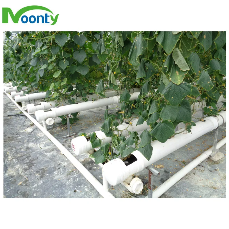 Commercial Greenhouse Industrial NFT/EBB/Dutch Bato Hydroponic with auto irrigation system smart controlling