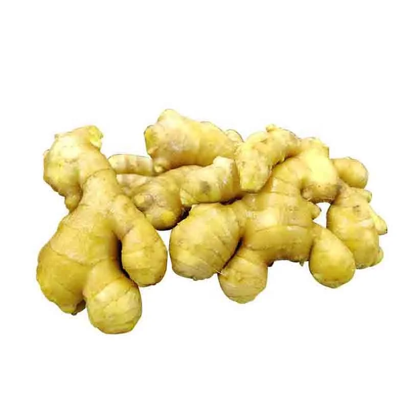 Выращивание свежих натуральных и органических китайских семян имбиря на ферме