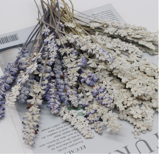 Real Dried Pressed Flower Sage