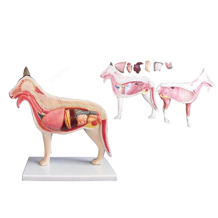 SY-N033  Medical Science Animals Equine Model Dog Cat Cow Simulation Anatomical Model