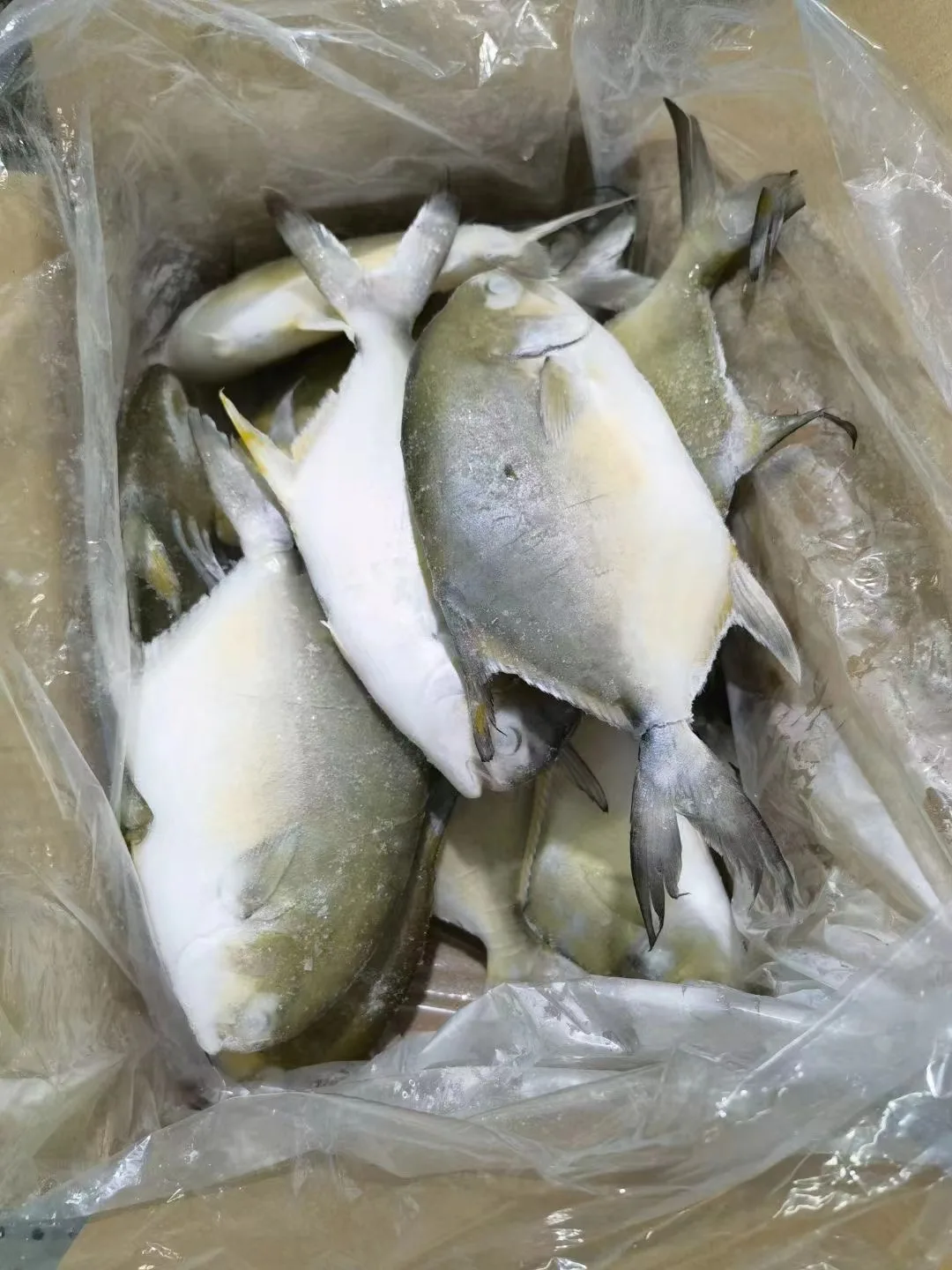 High Quality Seafood Fresh Frozen Poisson Pompano 500g-600g Golden Pompano Fish Pomfret