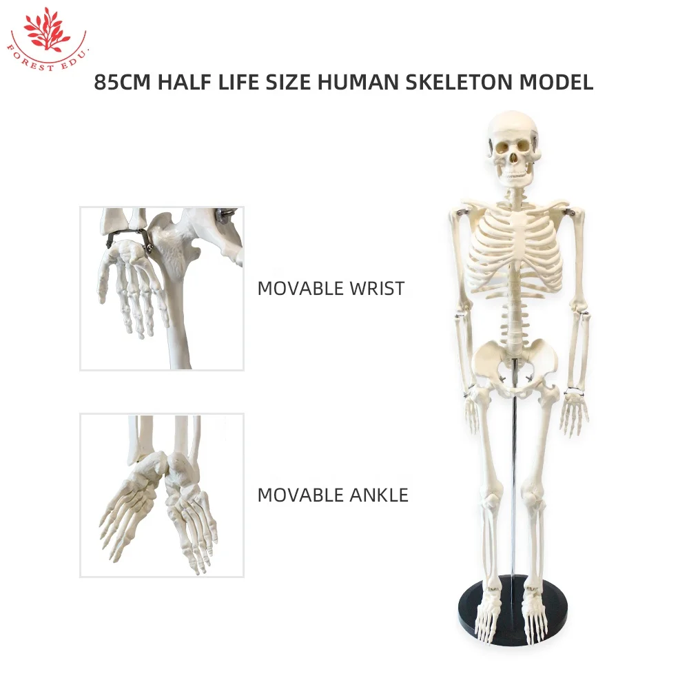 Модель скелета для анатомии человека FRT004 ручная медицинская обучающая модель 85 см