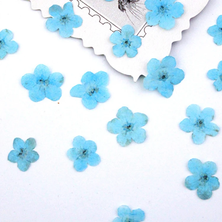 I624 Forget-me-not Grass Flowers Embossed Paintings Dried Flowers and Pressed Flowers Used for Bookmarks