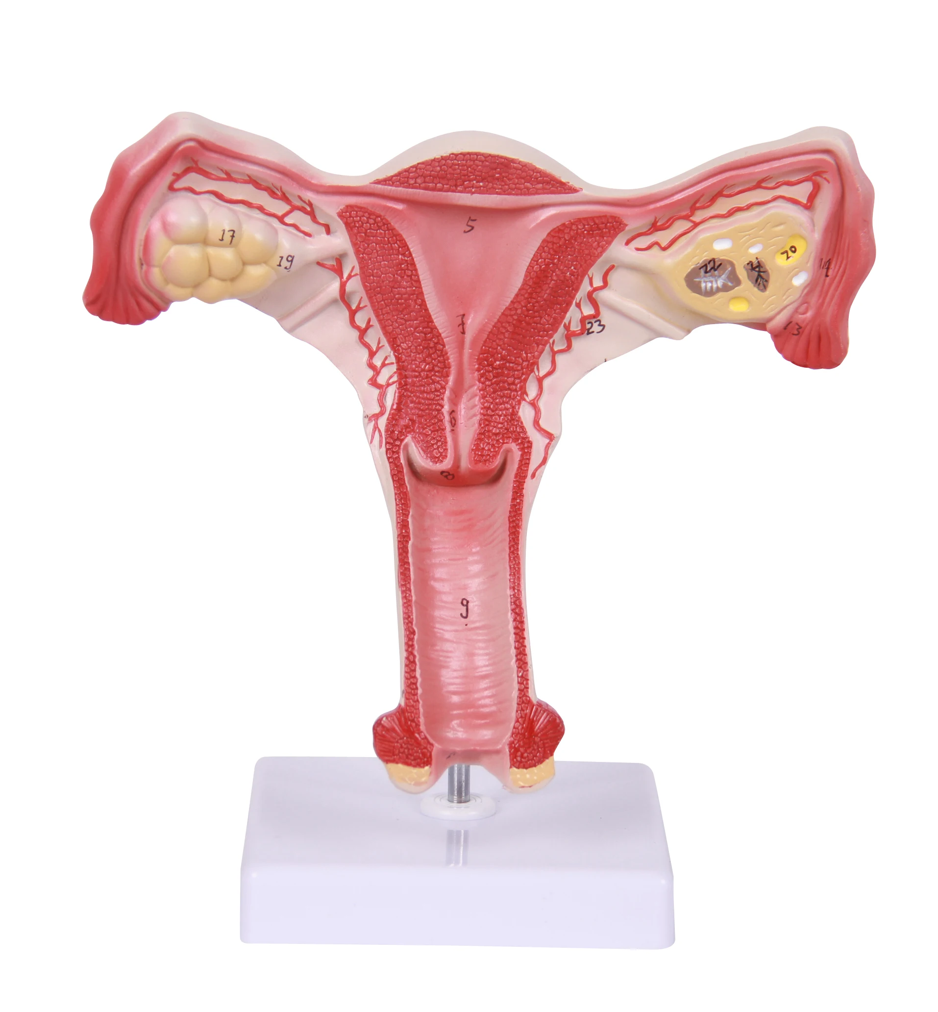 teaching male pelvis models female pelvis model