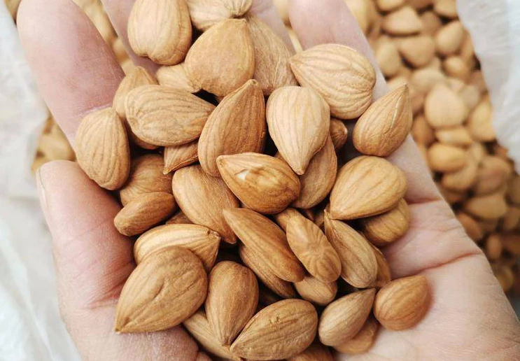 Орехи сладкого миндаля с высокой пищевой ценностью для продажи