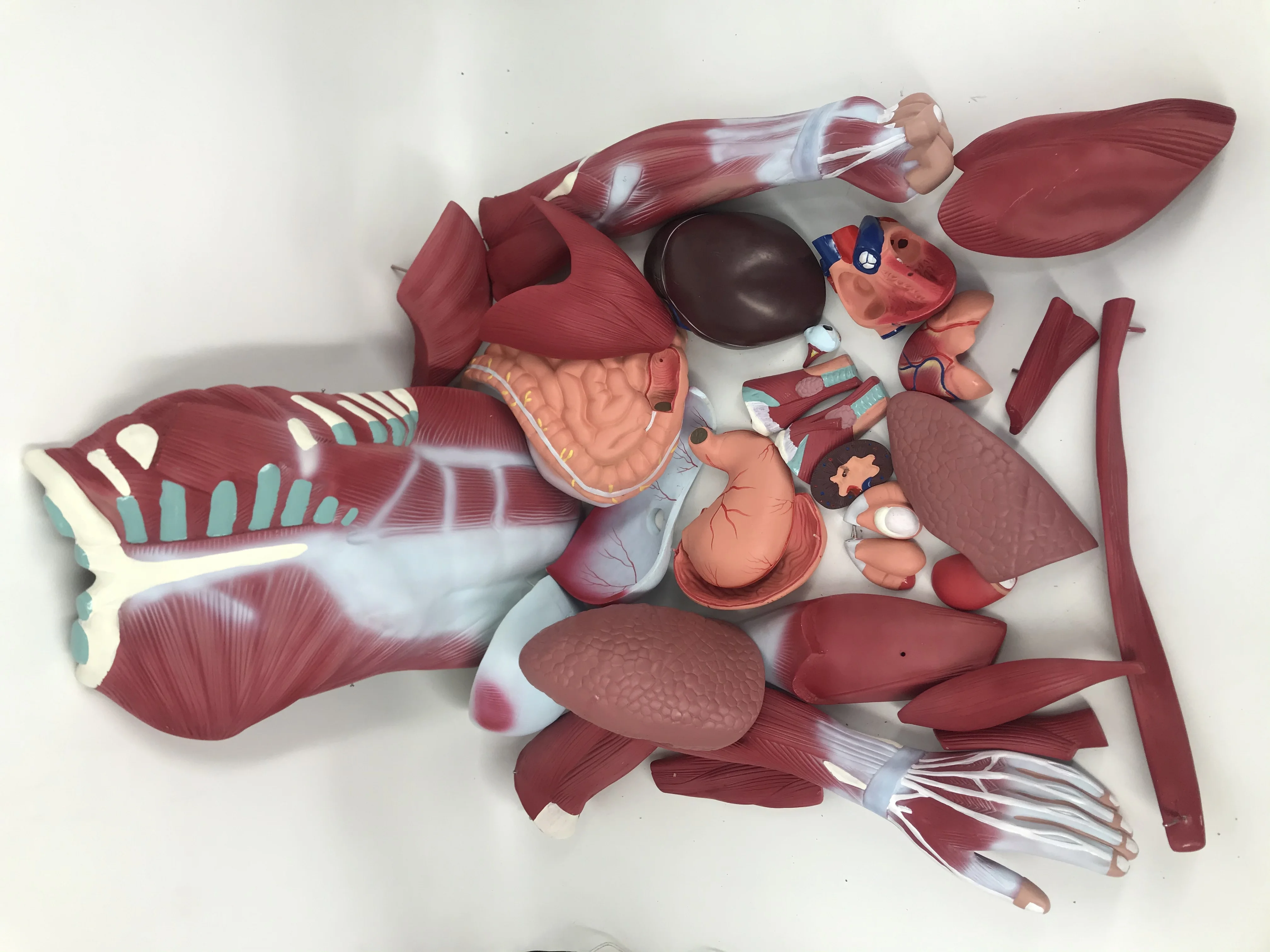 Teaching Model Anatomical Human Body 180cm  Muscle Dissection Anatomy Model With Internal Organs