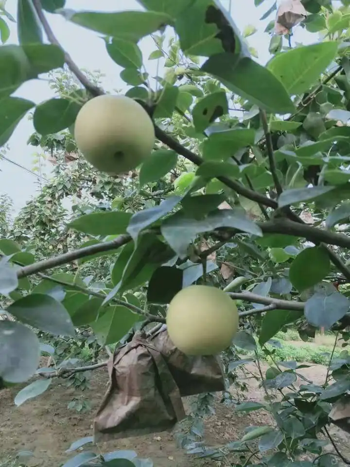 Juicy pear high quality for export from China fresh Ya pear hot on sale Chinese fruit sweet and