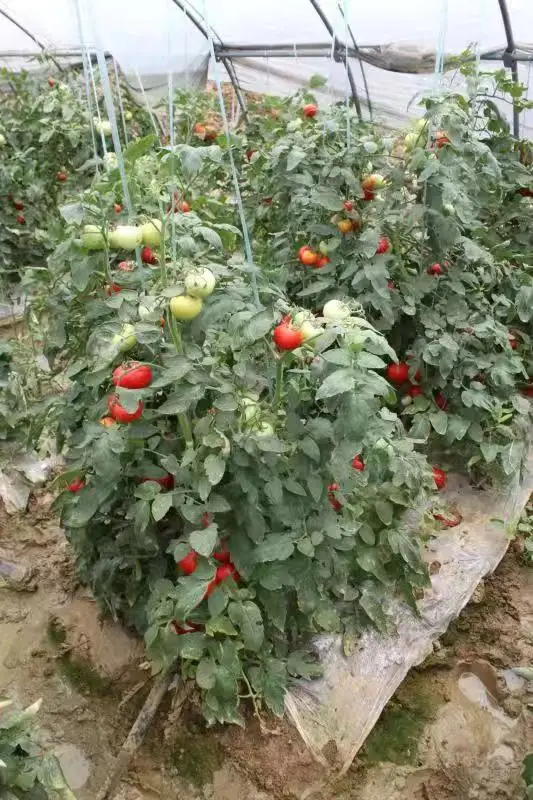 
Suntoday hybrid f1determinate tomato seeds israel 10gr/bag 