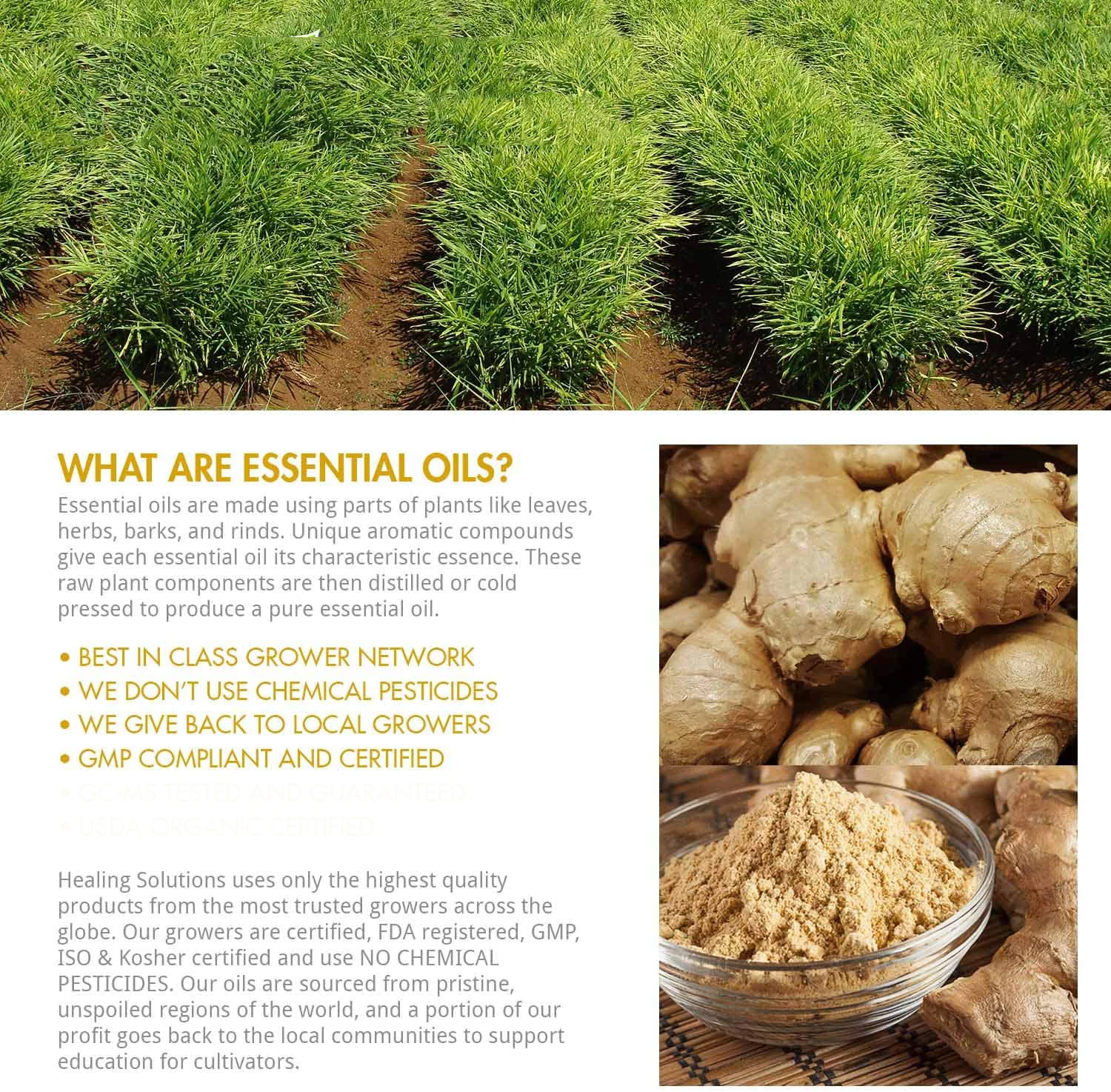 Pure Natural Ginger Essential Oil for Promote Blood Circulation and Relieve Body Massage Oil