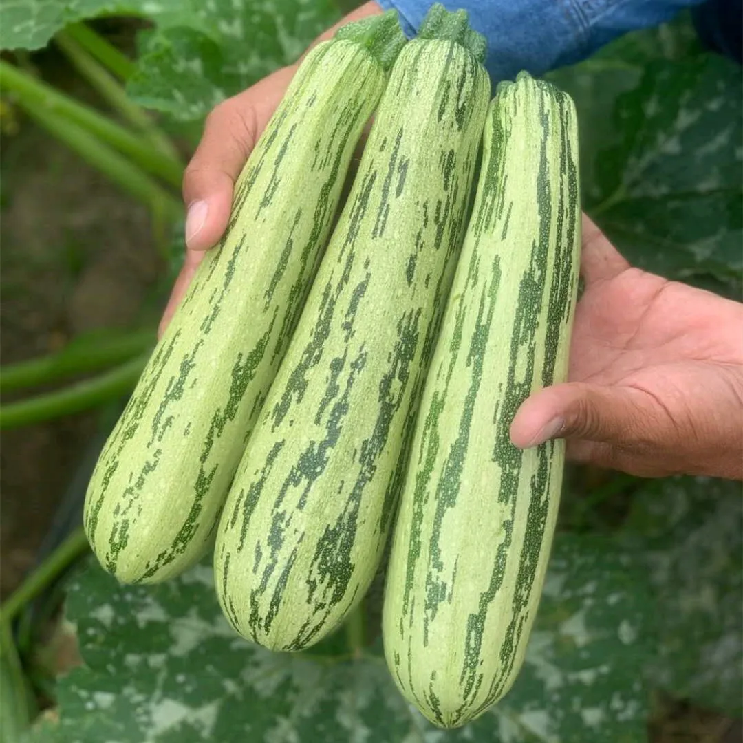 Caserta  F1 Hybrid  Green Caserta Type Vegetable Zucchini Squash Seeds