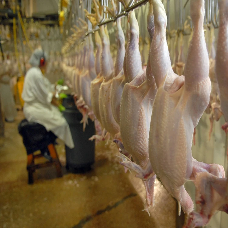 
2020 sell well poultry slaughterhouse equipment chicken slaughter line 