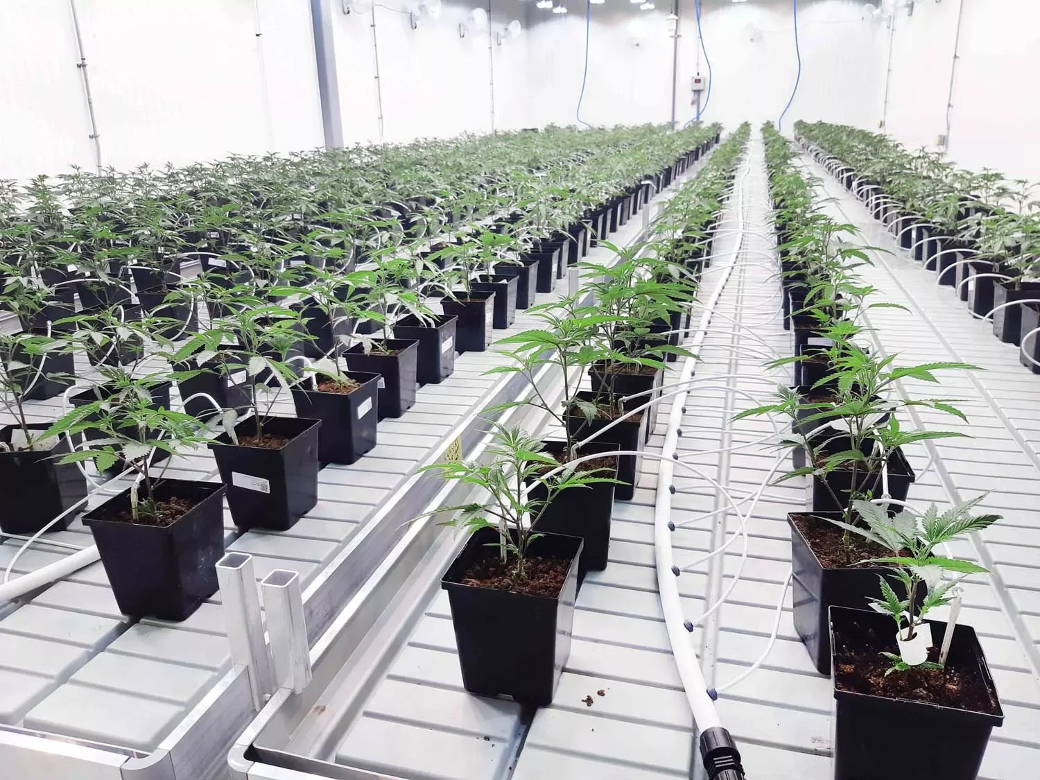 greenhouse rolling benches