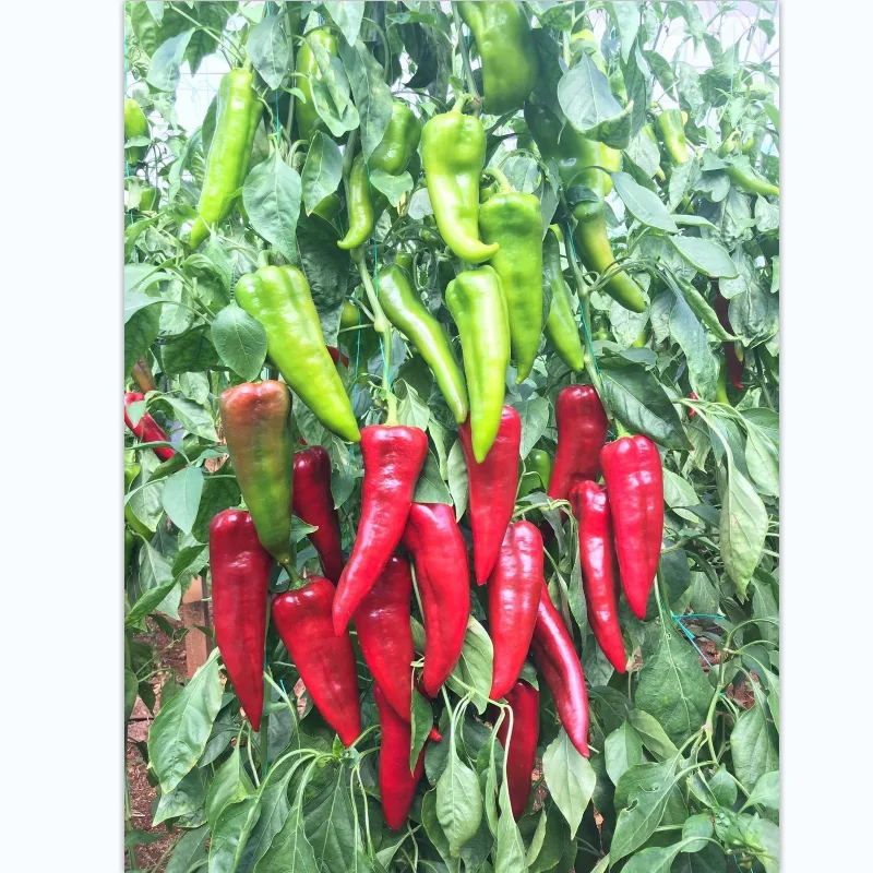 F1 гибридные семена горячего перца в форме козьего рога для выращивания