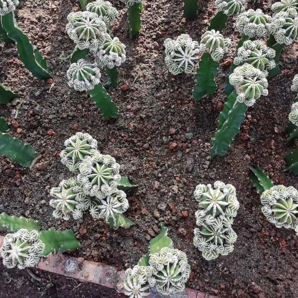 Оптовая продажа, реалистичный кактус Aztekium