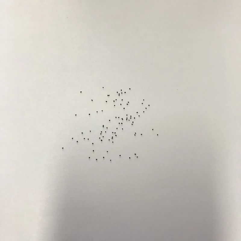 
S021 hu jiao bo he High quality peppermint seed for planting 