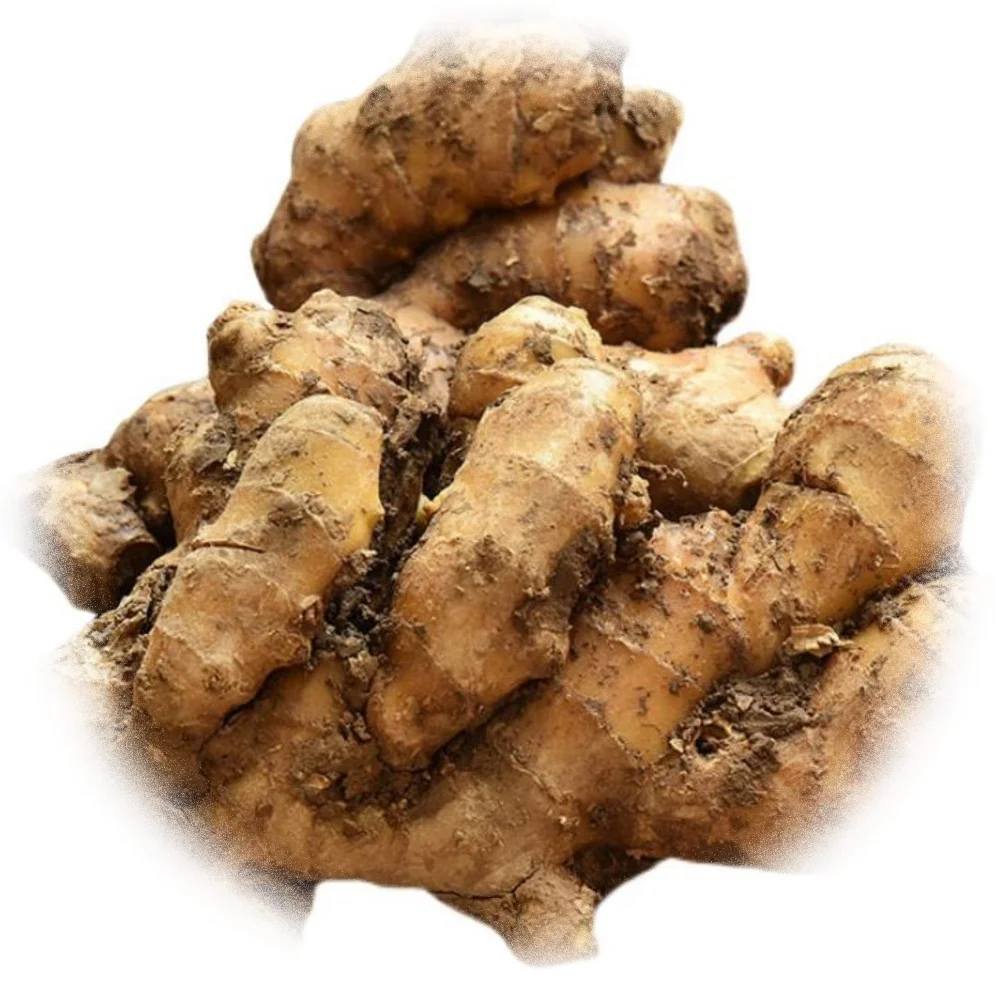 Wholesale Ginger Market: Source Directly from Reliable Producers!