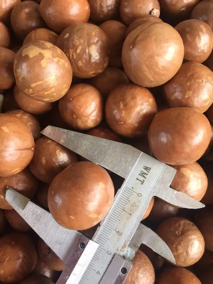 
NEWEST CTOP MACADAMIA NUT VIETNAM ORIGIN 